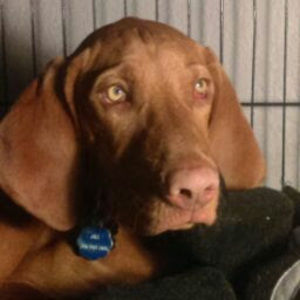 Meet your Posher, Konrad